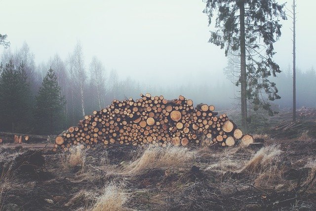 Kohlekraftwerke sollen Holz verbrennen. Regierung will Umstellung bestehender Kohlekraftwerke auf Biomasseverstromung unterstützen. 