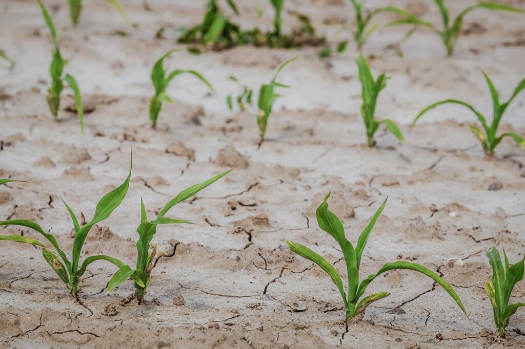 Wasserknappheit in Europa. Besonders im Süden Europas kämpfen Landwirte und Einwohner aktuell gegen die ungewöhnlich langanhaltende Dürre.