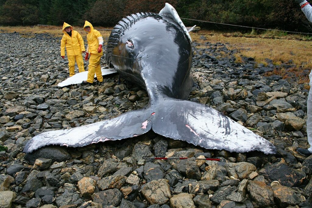Unerwartete Allianzen: Tote Wale an der Küste New-Jerseys bringen Windenergiepläne in Gefahr. Debatte über Auswirkungen auf Meeresbewohner