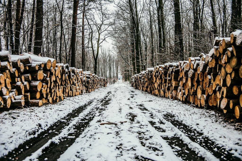 Nachhaltige Holzenergie: Bundesregierung setzt auf Biomasse-Strategie, um Abhängigkeit von russischen Energieträgern zu reduzieren