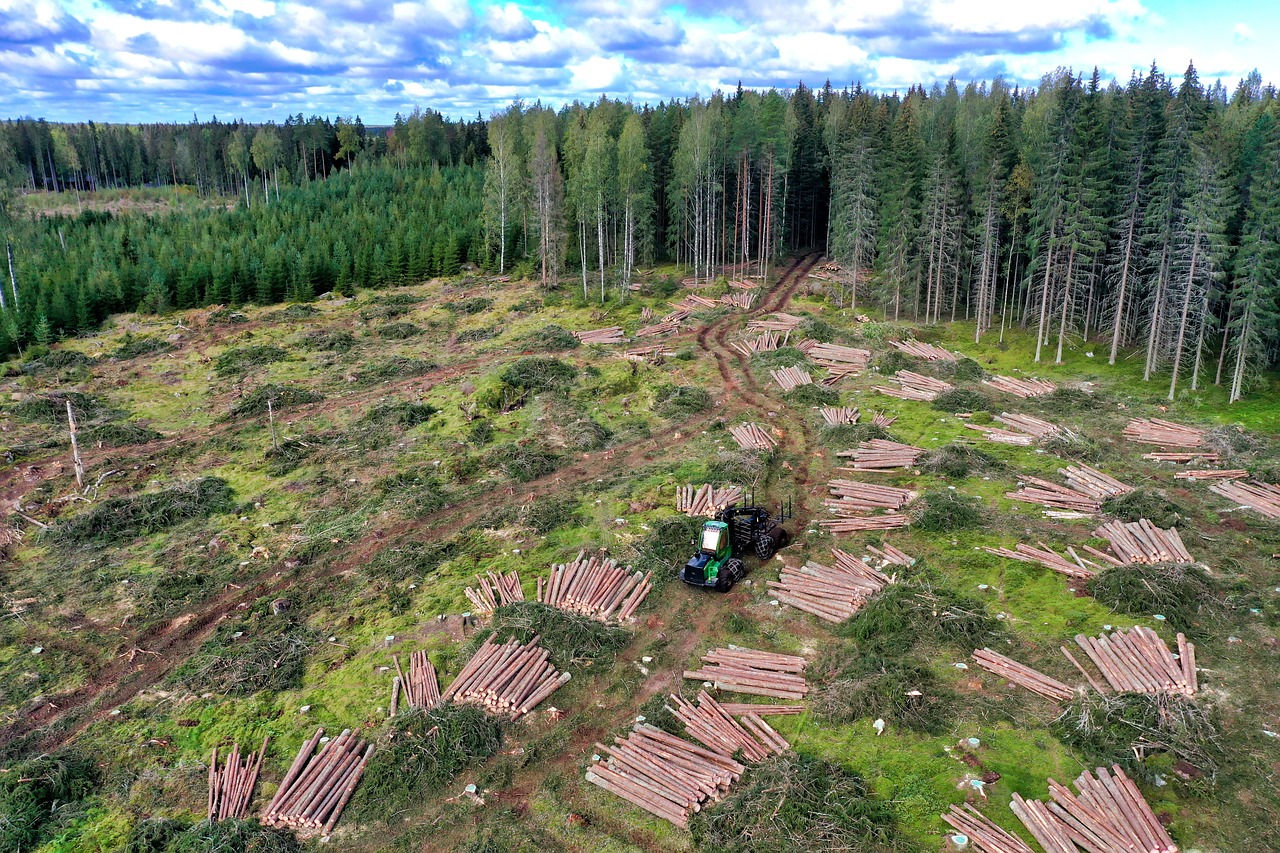 Kahlschlag in den Wäldern Estlands – Holz landet in der Pelletproduktion