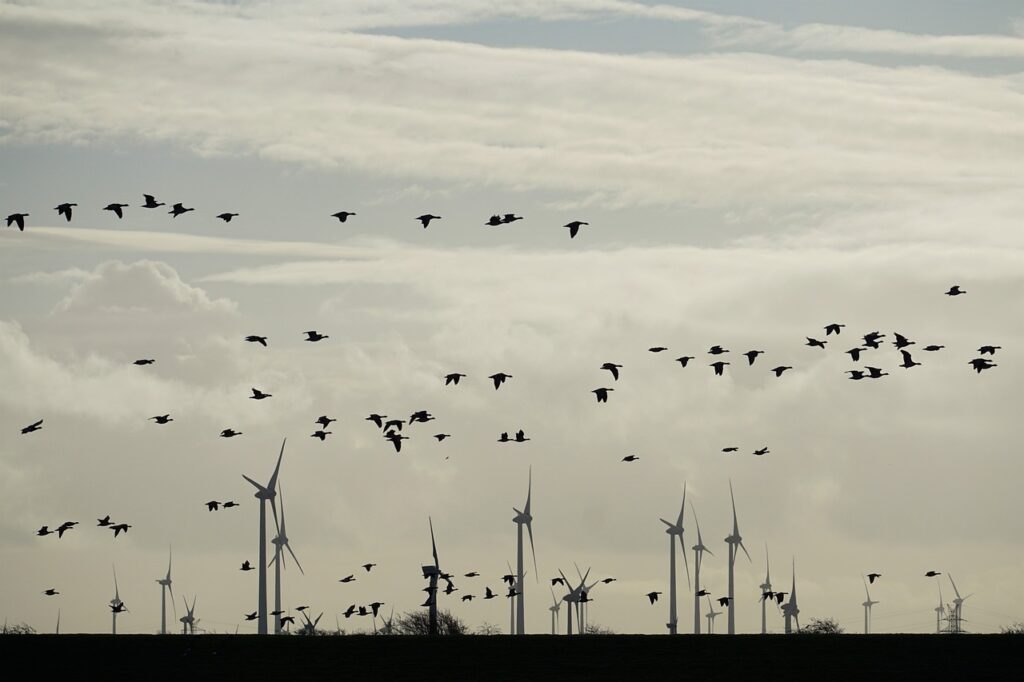 Vorhersagemodell ermöglicht Abschaltung von Windturbinen zum Schutz der Zugvögel. Windparks sollen regelmäßig abgeschaltet werden