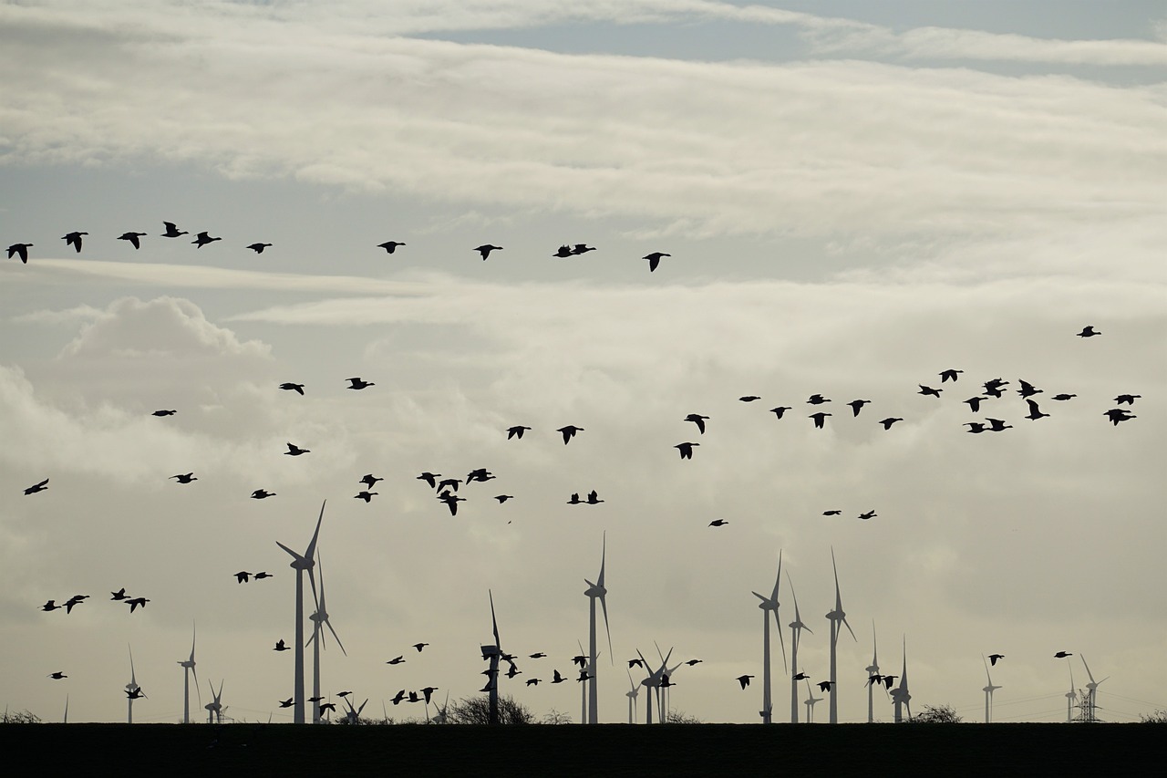 Niederlande schaltet Windparks ab, um Zugvögel zu schützen