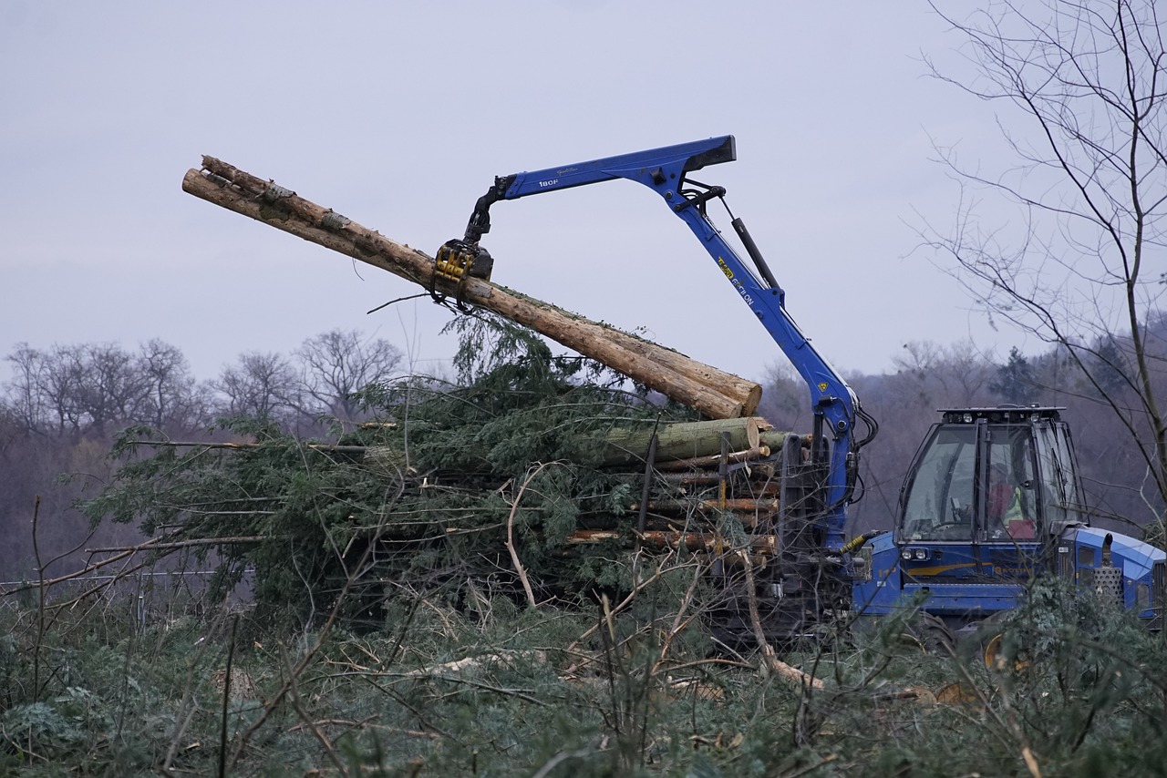 Investor will 370 Hektar Wald für Solarpark in Brandenburg roden lassen