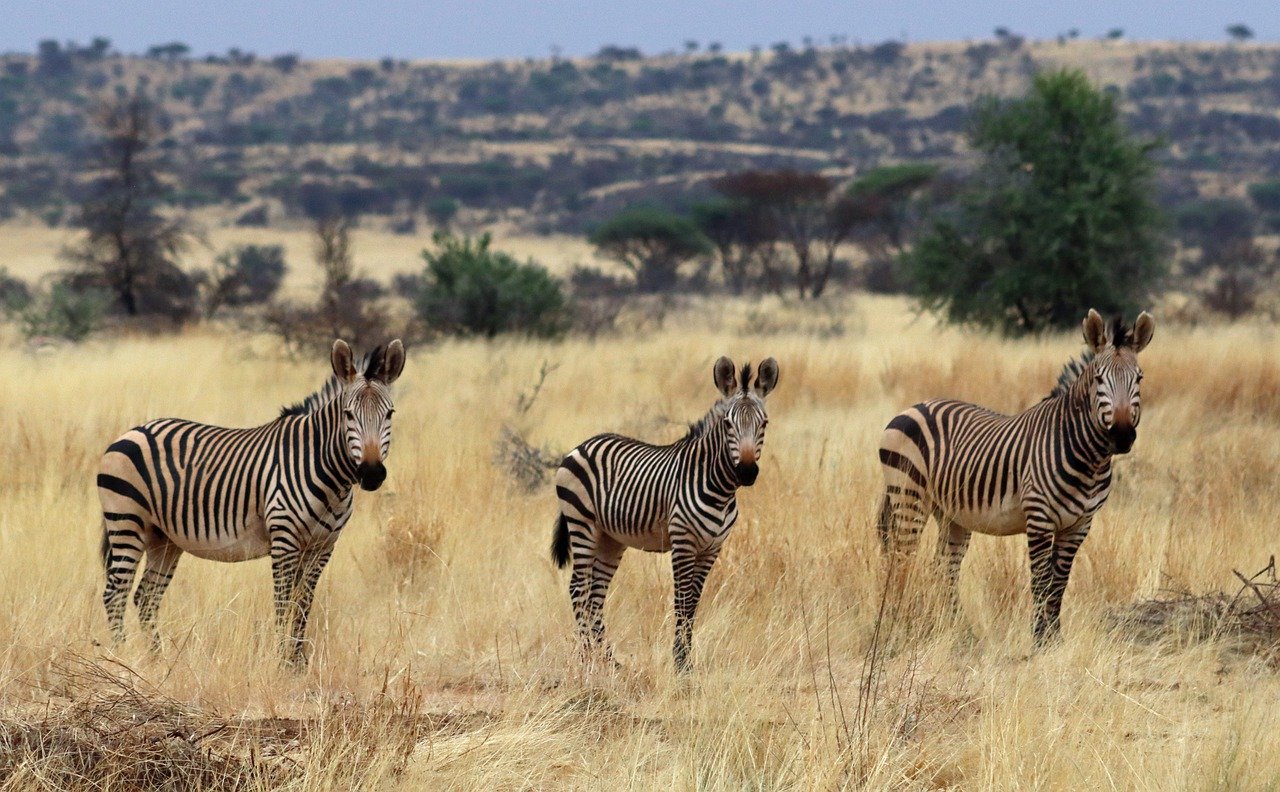 Umstrittenes Wasserstoff-Projekt: Deutsche Unterstützung bedroht Nationalpark in Namibia