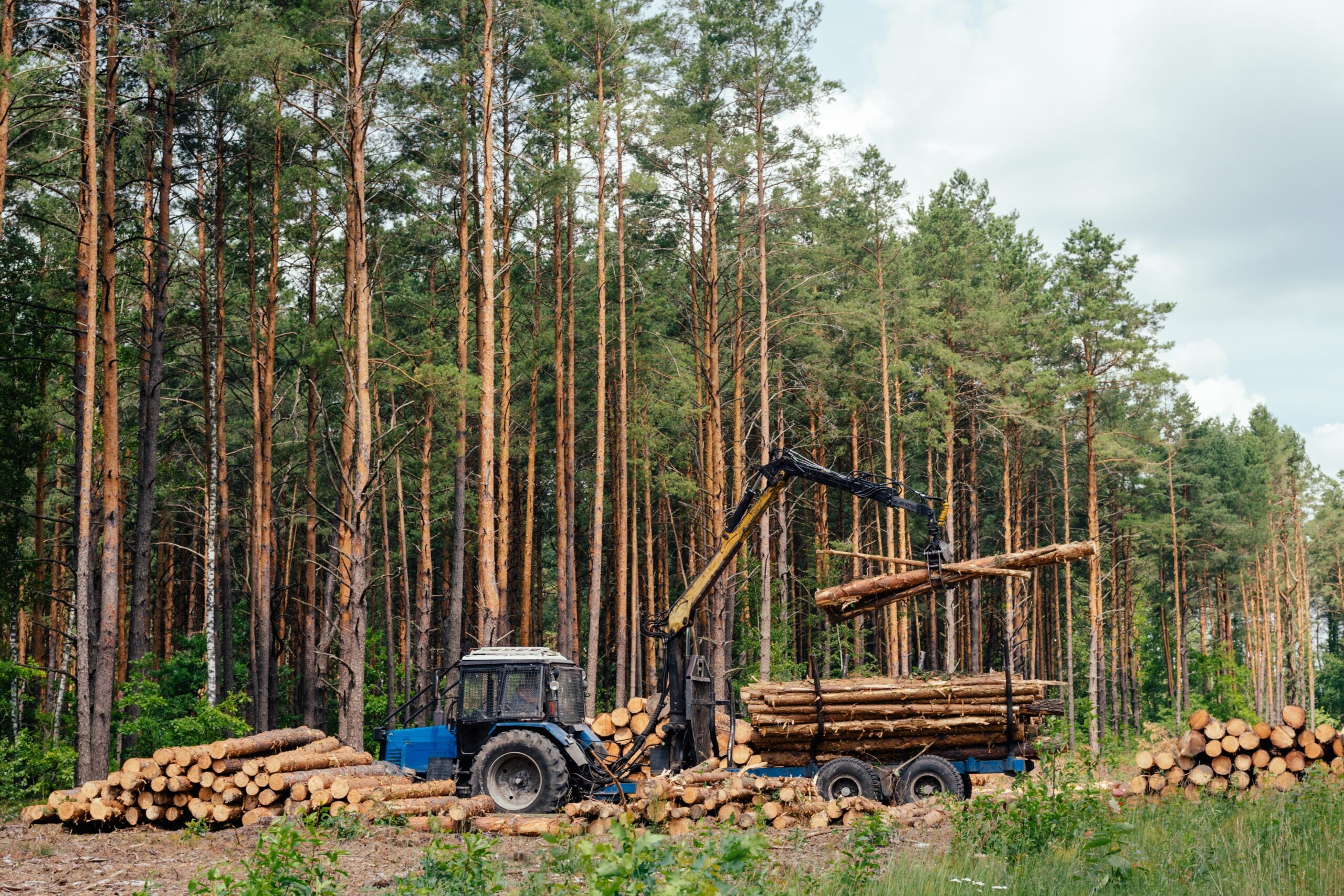 Region Bingen – 5,7 Hektar Wald für acht Windkraftanlagen gefällt