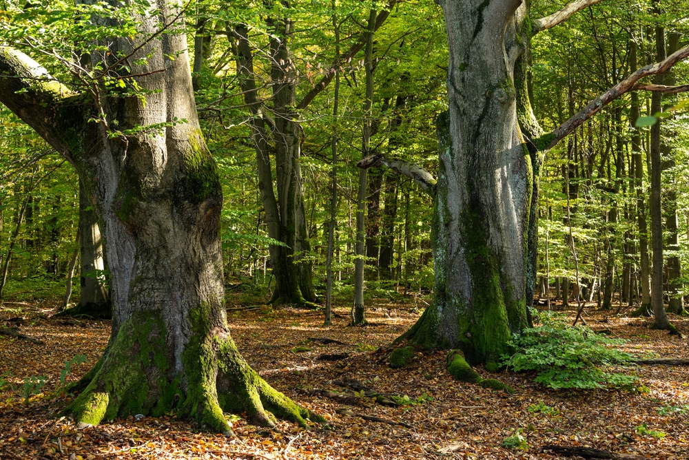 Die zerstörerischen Auswirkungen des Baus von Windrädern im Reinhardswald - ein Verlust für die deutsche Natur und Kulturerbe