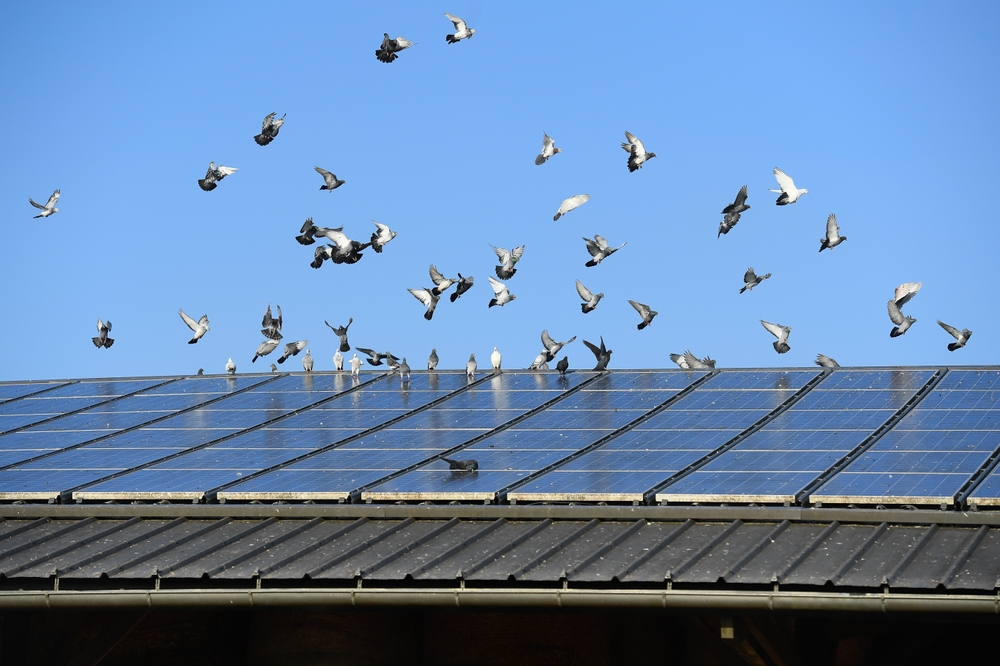 Neue Studie enthüllt: Nicht nur Windkraftanlagen, sondern auch Solaranlagen töten Vögel in weit größerem Umfang als bisher angenommen