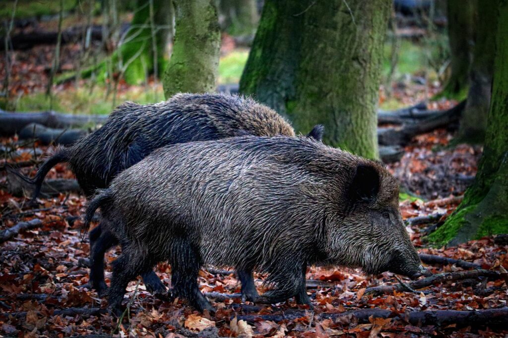 In Rheinland-Pfalz lagen die PFAS-Werte in Proben mehrere Wildschweine so hoch, dass die Lebern nicht mehr verkauft werden durften