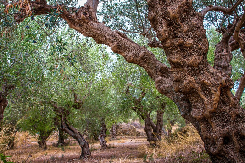 Etwa hundert Olivenbauern in Andalusien stehen vor der Enteignung: Ihre jahrhundertealten Haine sollen riesigen Solarfarmen weichen