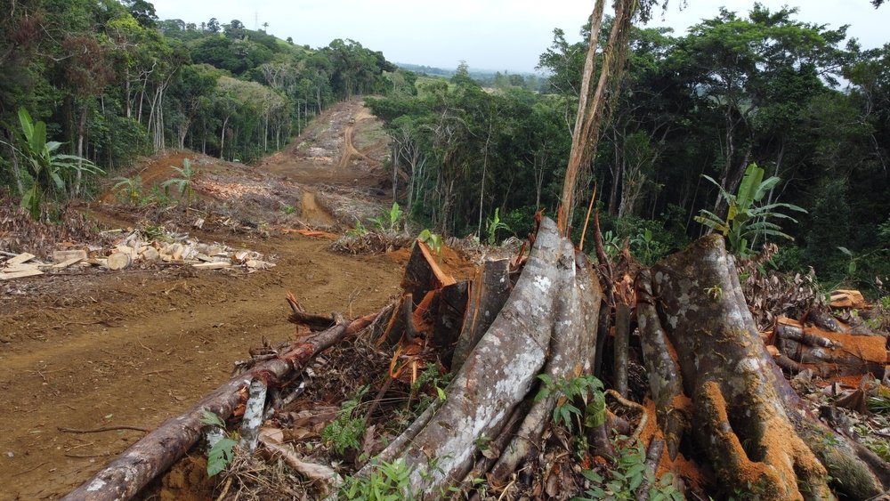 Für den COP30 Klimagipfel in Brasilien werden Zehntausende Hektar geschützter Amazonas-Regenwald für eine 4-spurige Straße gefällt