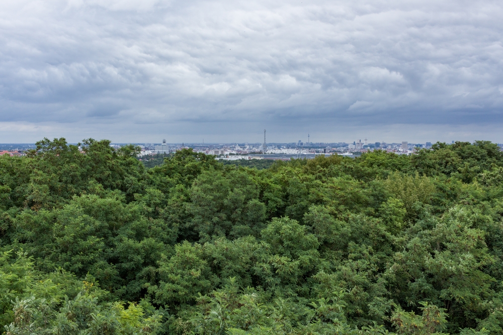Grunewald soll für Windräder gerodet werden: Berlins Klimapolitik gefährdet wertvolle Naturräume und bedroht geschützte Arten