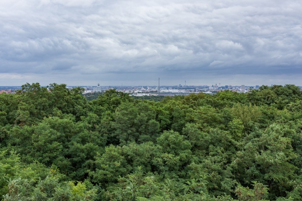 Grunewald soll für Windräder gerodet werden: Berlins Klimapolitik gefährdet wertvolle Naturräume und bedroht geschützte Arten