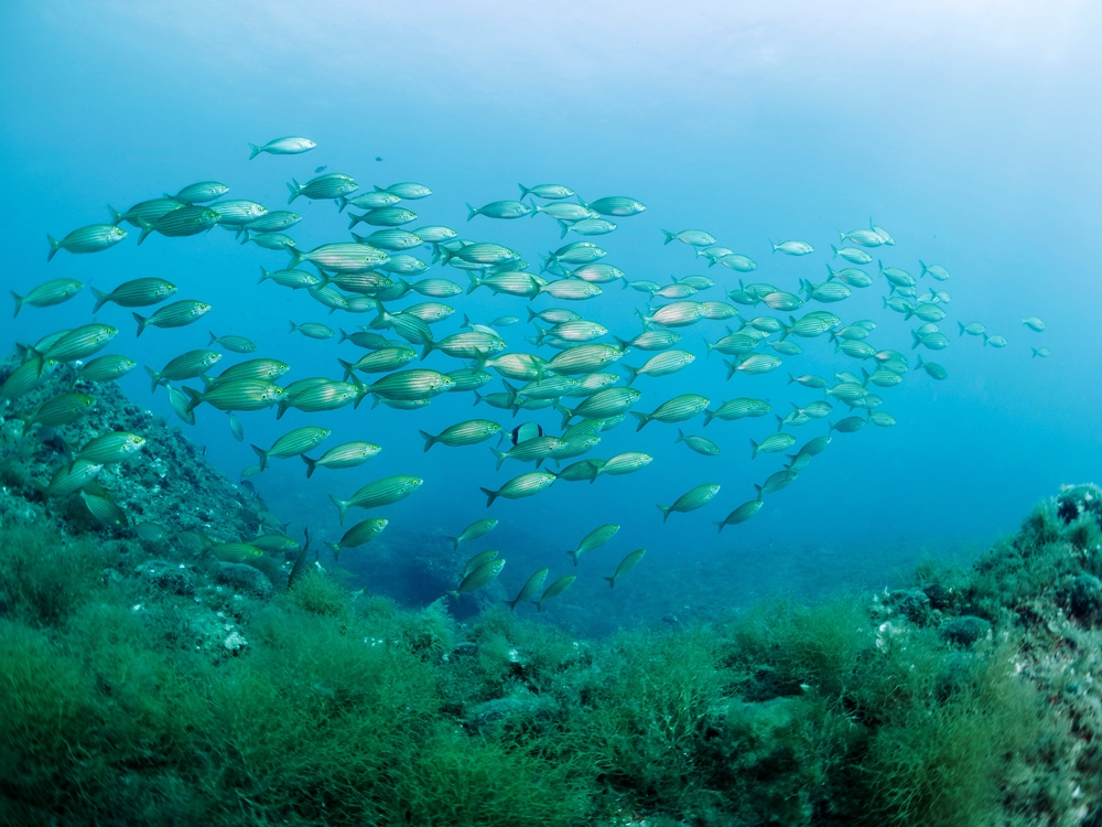 Study shows: Offshore wind farms can release 228 chemicals and massively impact the marine ecosystem