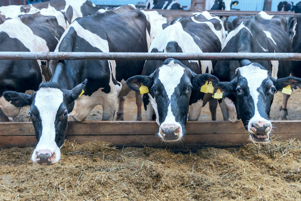 Legally mandated feed additive for methane reduction is costing cows their lives in Denmark – farmers are horrified.