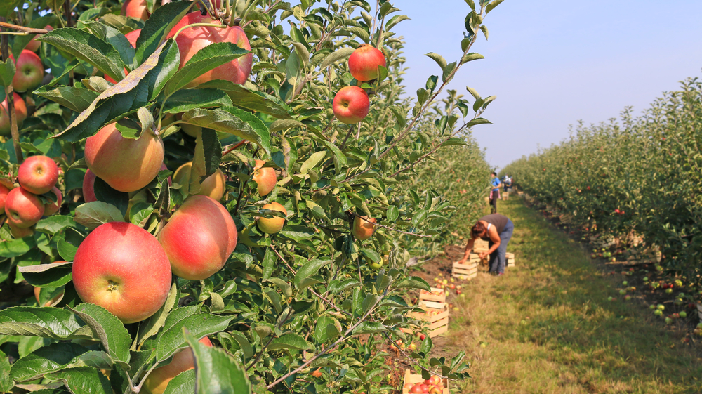 22,000 apple trees are to be sacrificed to a solar park for Leibniz University Hannover on agricultural land near Sarstedt-Ruthe.