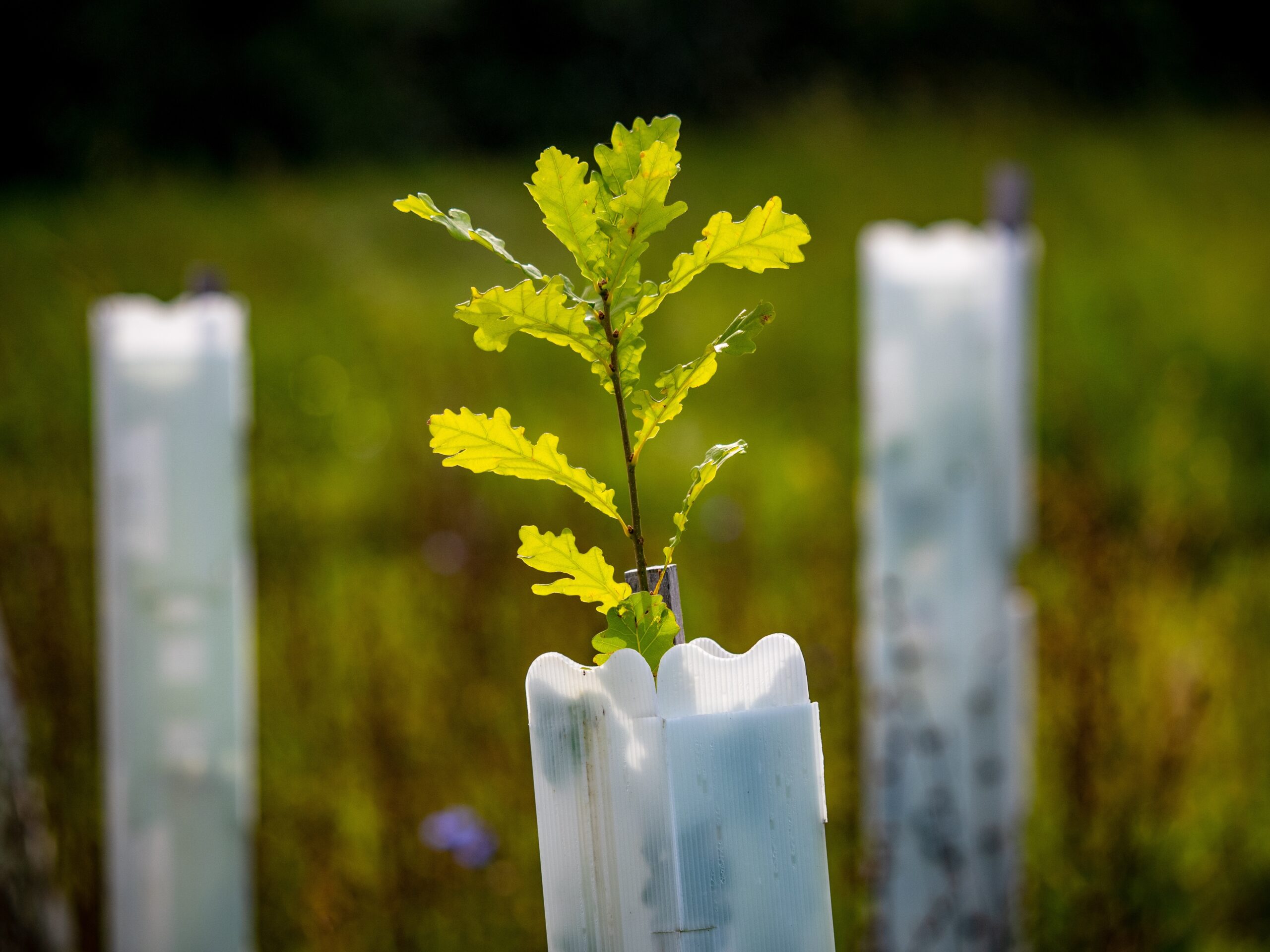 Dispute over incorrectly planted oak trees in Saxony-Anhalt - a healthy compensation forest could be completely cleared despite good development.
