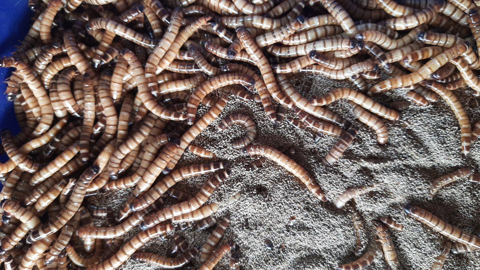 Europas größte Insektenfarm ist gescheitert und wird trotz mehrerer  Millionen Euro öffentlicher Fördergelder liquidiert