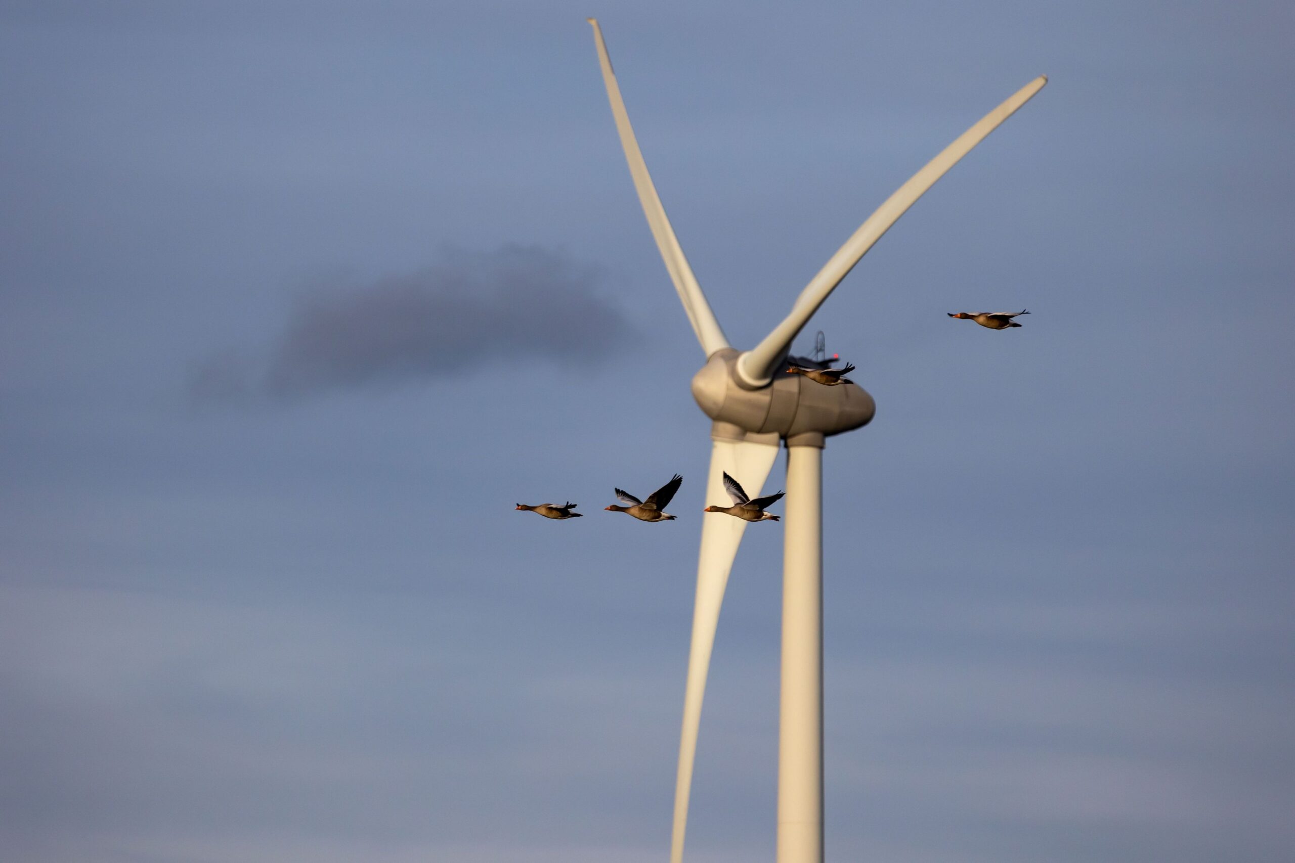 Higher Regional Court overturns building permit for wind turbines in the Westerwald region