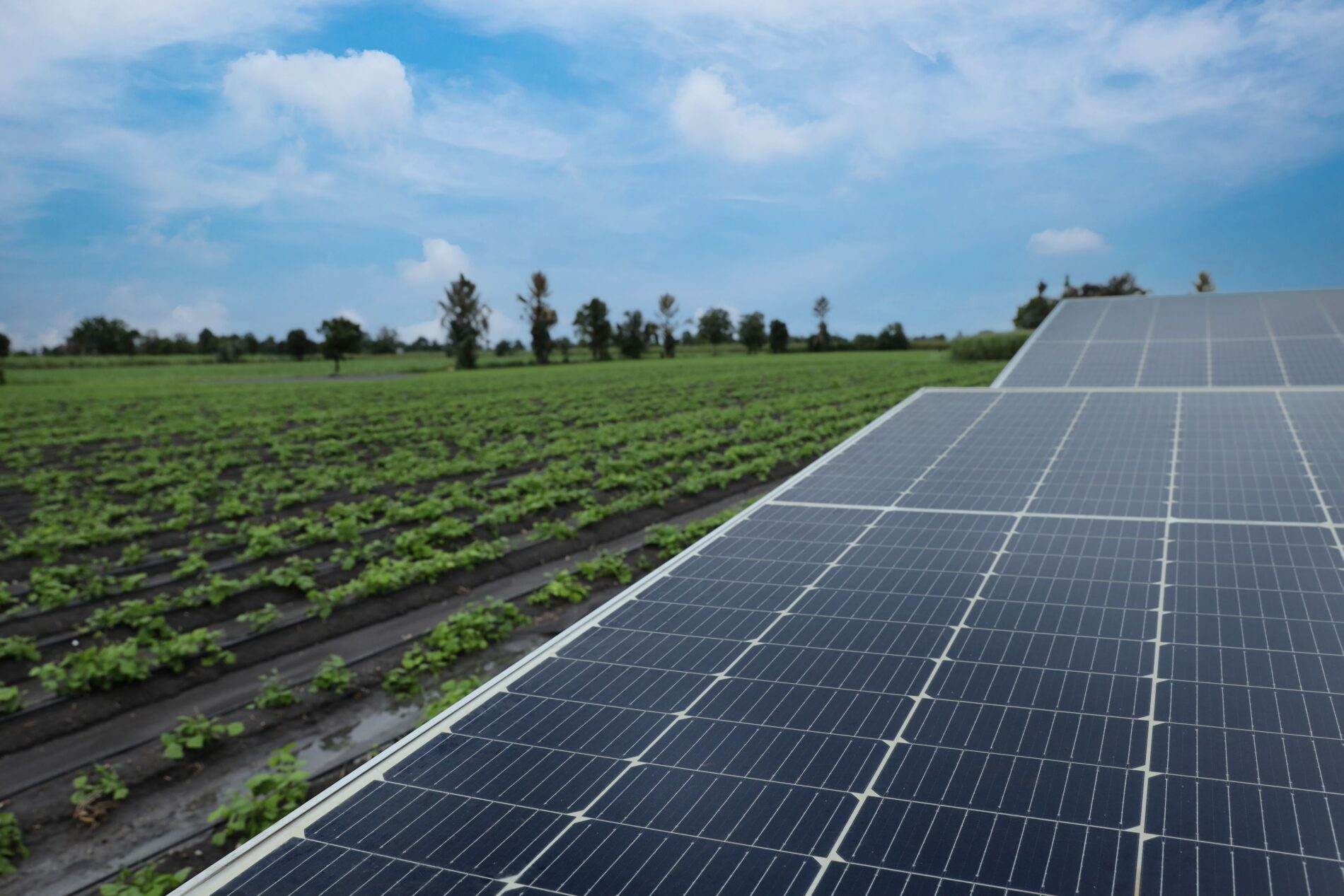 Solarparks verdrängen Landwirtschaft: Landwirte verlieren Pachtflächen an Investoren, höhere Pachten beschleunigen den Strukturwandel