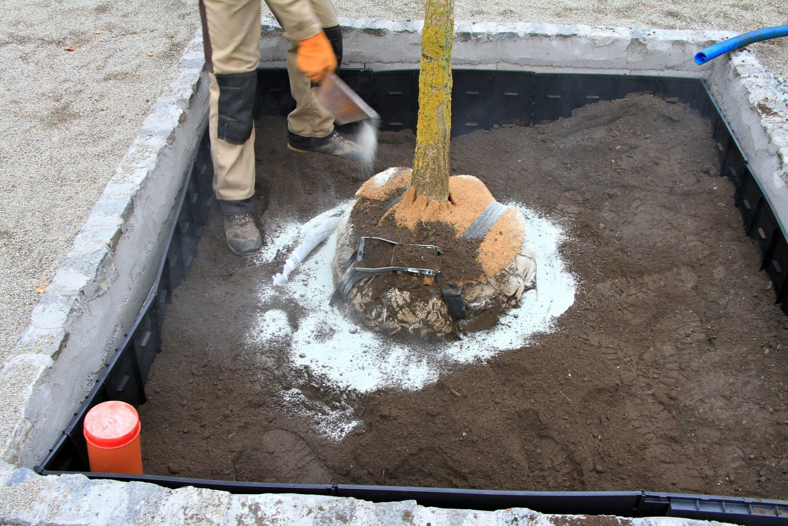 Münchens teure Bäume – Stadt will 150 Bäume für bis zu 95.000 Euro pro Stück pflanzen