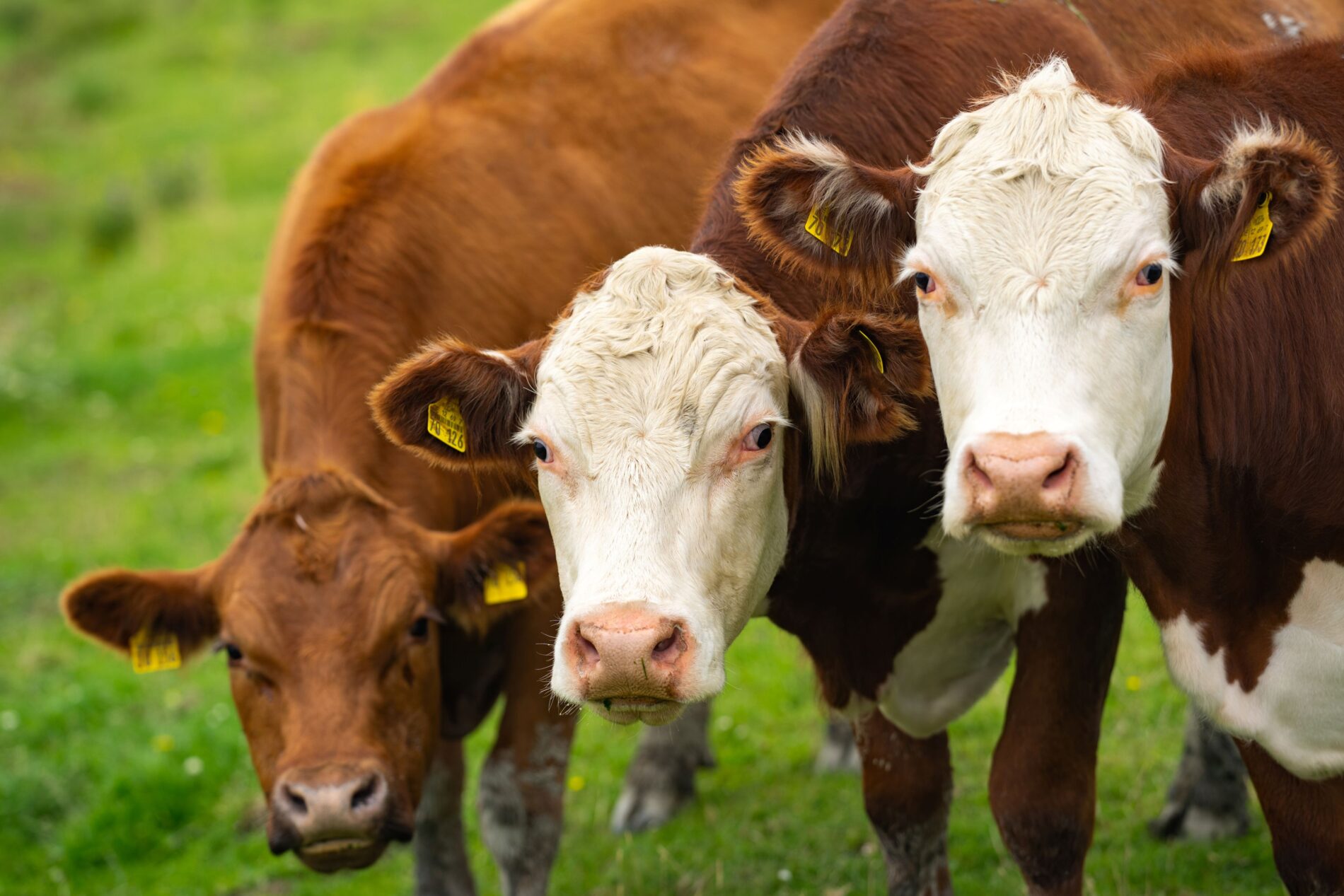 Dairy farms are suffering from falling prices in the market and rising fuel and fertilizer prices – many farms are facing financial ruin.