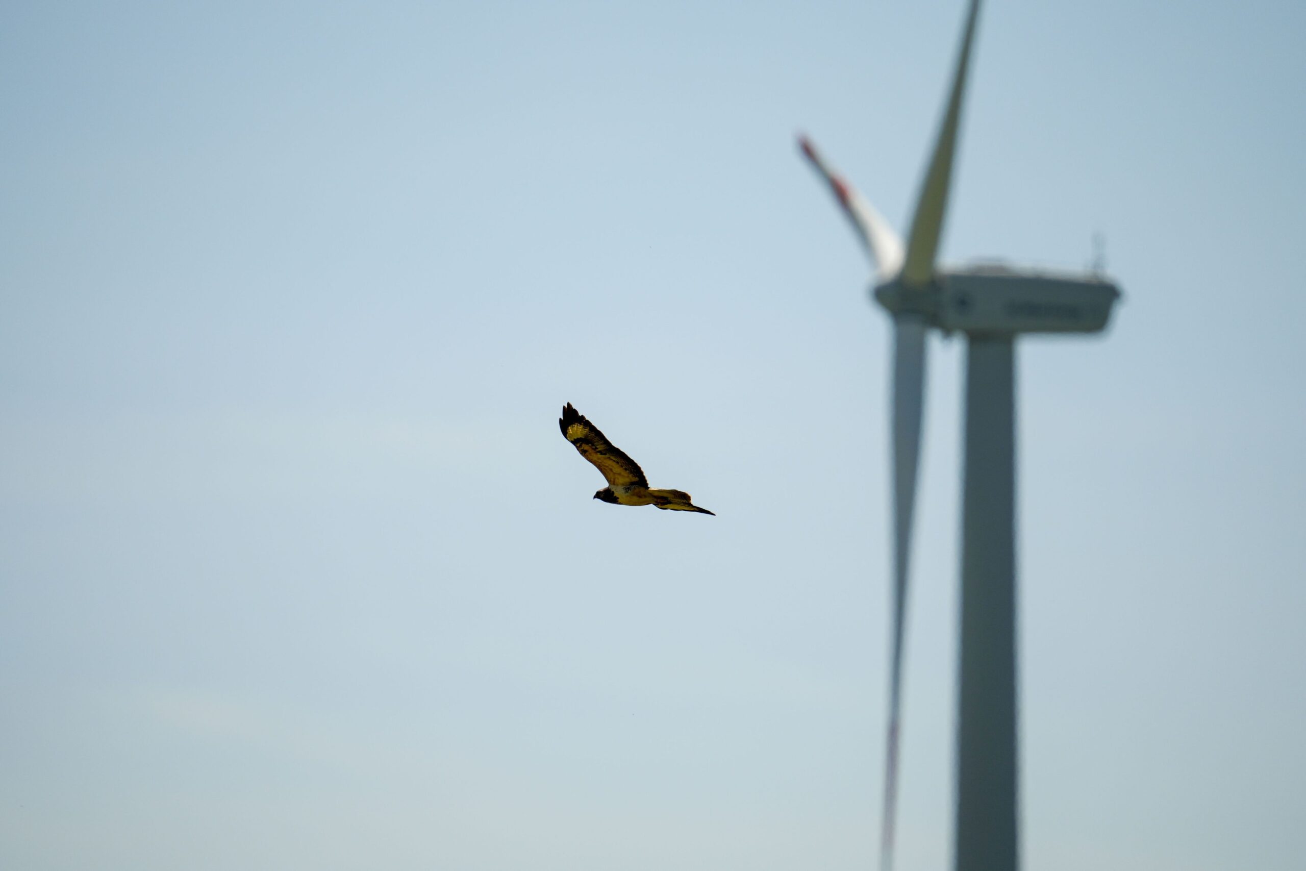 Seevögel ändern Flugrouten an Offshore-Windpark