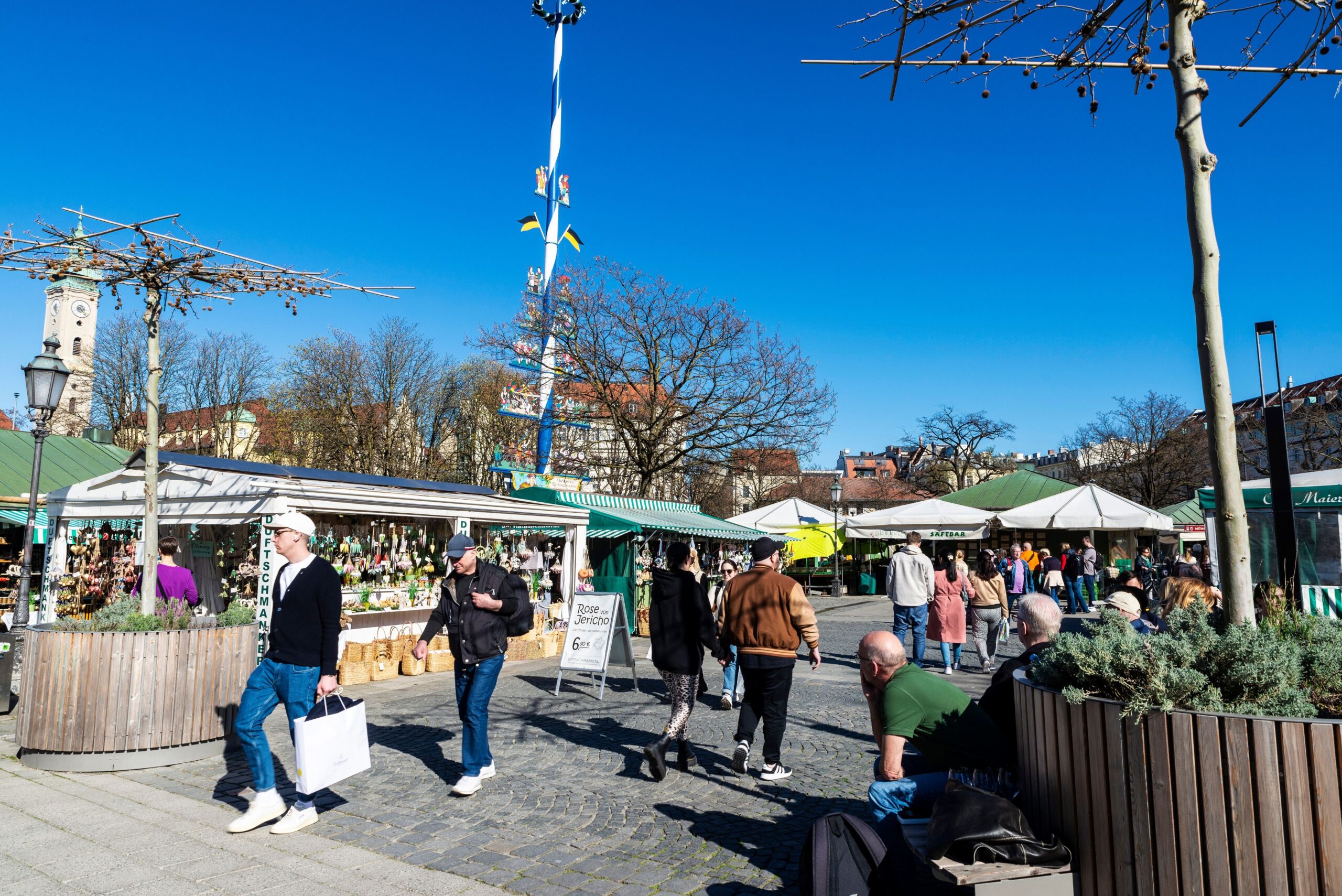 München: Bäume am Viktualienmarkt verdorrt trotz bezahlter Pflege
