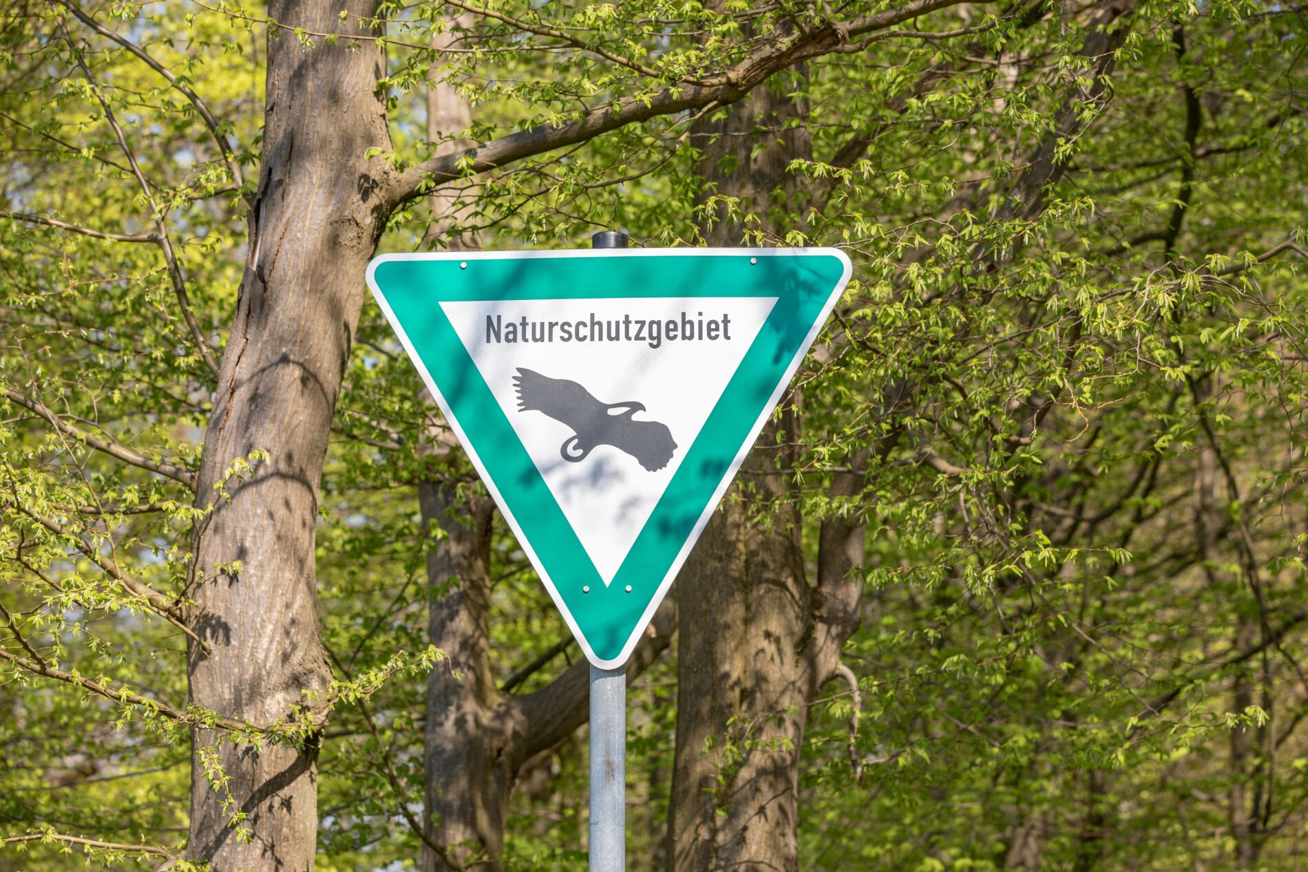Landschaftsschutz verhindert Windkraft nicht mehr grundsätzlich. Das OVG-Urteil in Thüringen verschärft den Konflikt um neue Windflächen